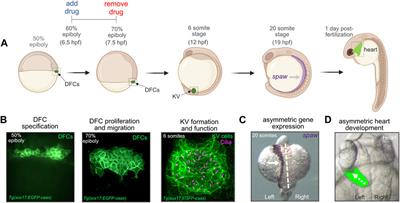 Calcium signaling mediates proliferation of the precursor cells that give rise to the ciliated left-right organizer in the zebrafish embryo